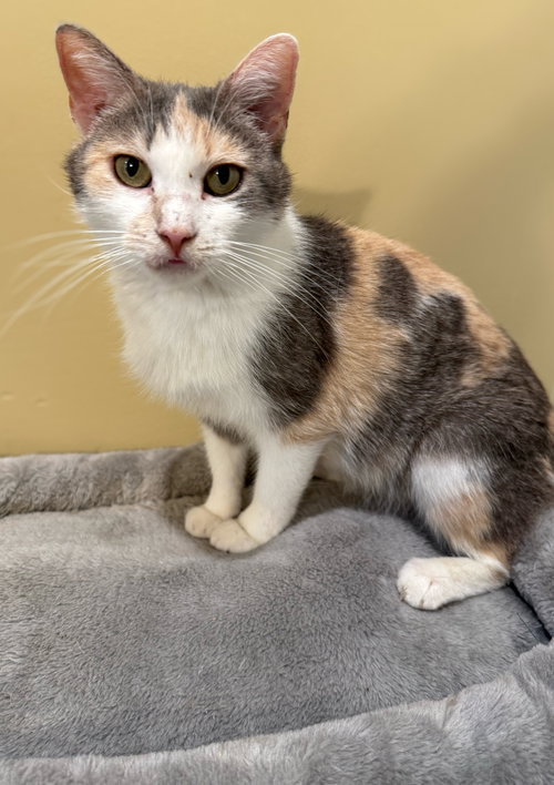 Mama Umbles-Not at the shelter (Faith), Young Domestic Short Hair / Calico / Mixed (short coat), cat for adoption in Lynchburg, Virginia
