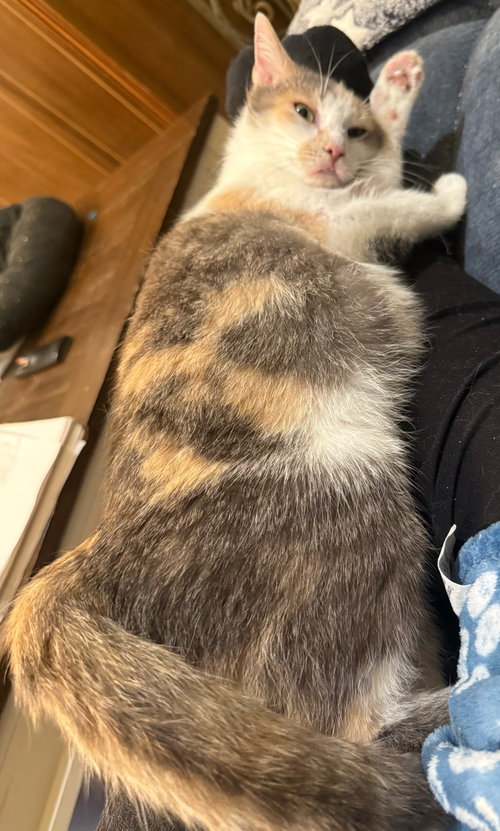 Mama Umbles-Not At The Shelter photo 3