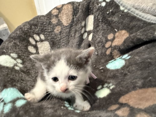 Tumbles-Not At The Shelter photo 2
