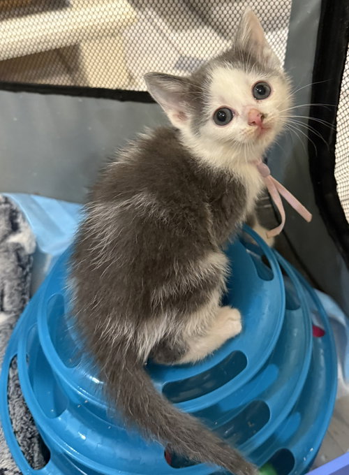 Tumbles-Not at the shelter (Faith) Av 7/3
