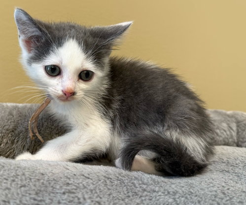 Tumbles-Not At The Shelter photo 3