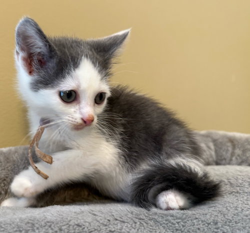 Tumbles-Not At The Shelter photo 4