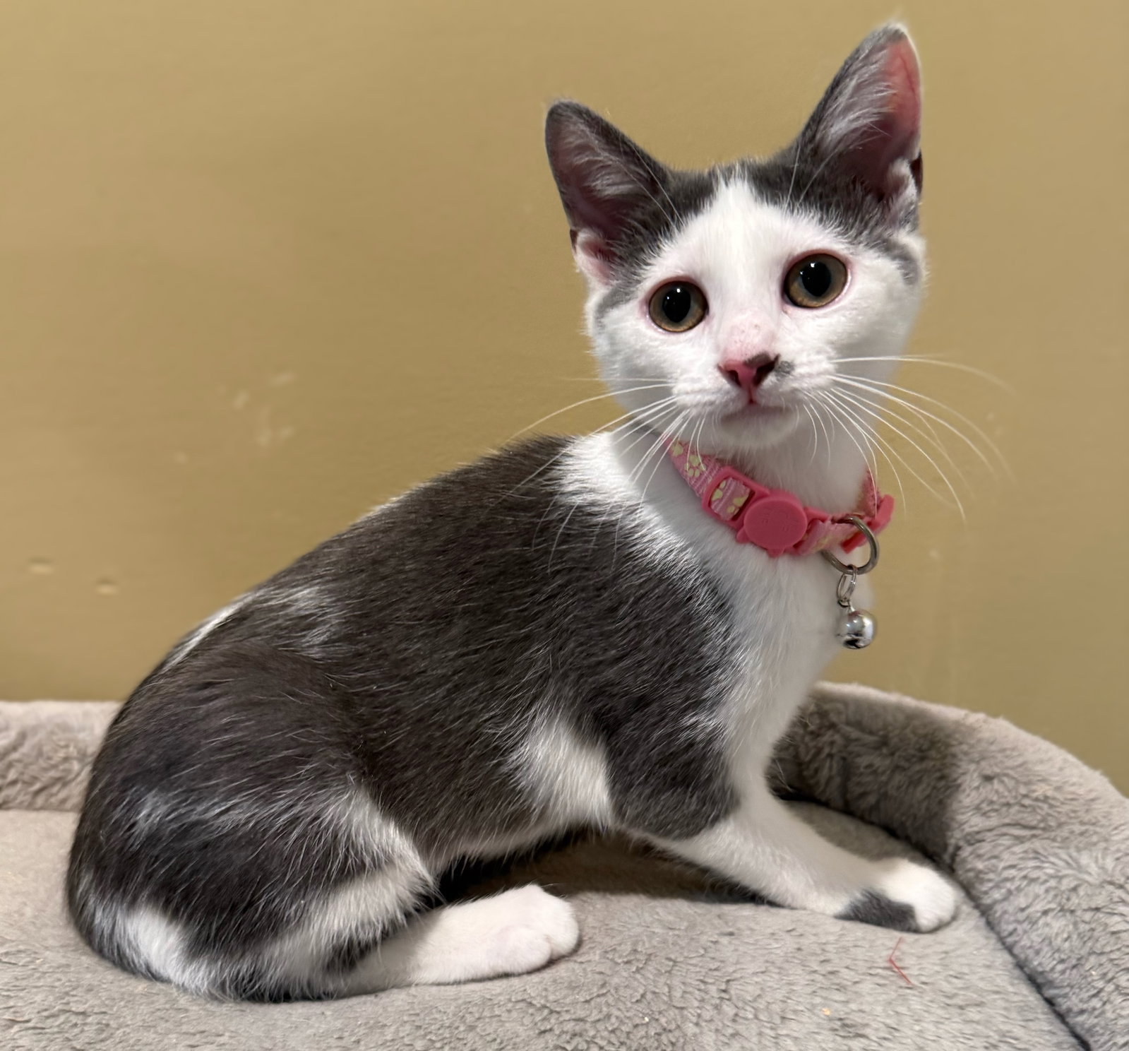 Tumbles-Not at the shelter (Faith), cat