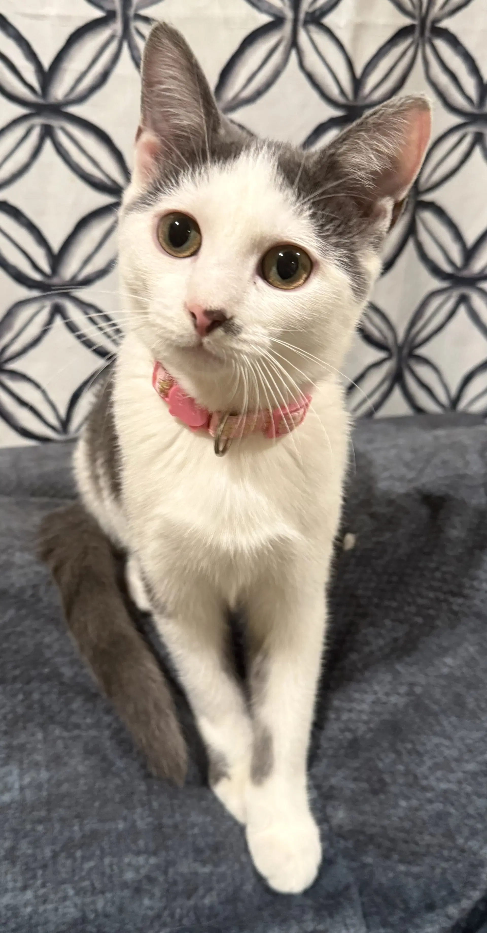 Tumbles-Not At The Shelter Faith image 1
