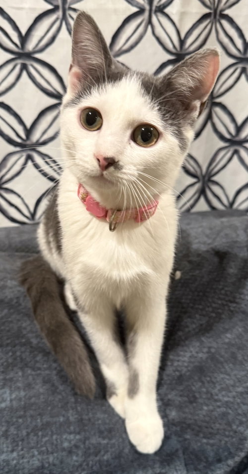 Tumbles-Not at the shelter (Faith), a cat for adoption from Friends of Campbell County Animal Control