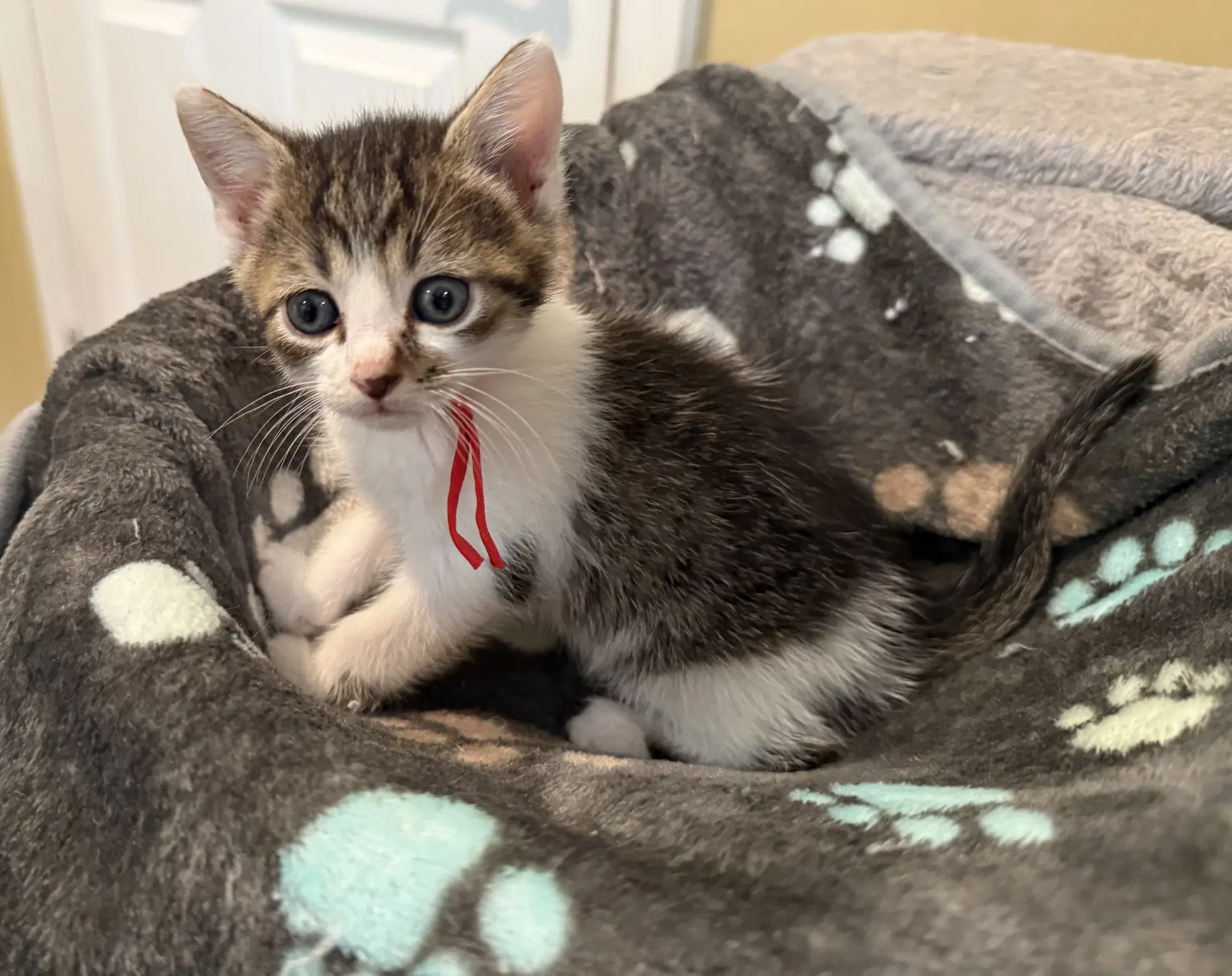 Stumbles-Not At The Shelter Faith Av - Domestic Short Hair