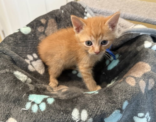 Fumbles-Not At The Shelter photo 2