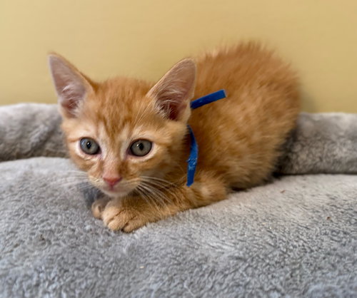Fumbles-Not At The Shelter photo 3