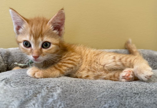 Crumbles-Not At The Shelter photo 2
