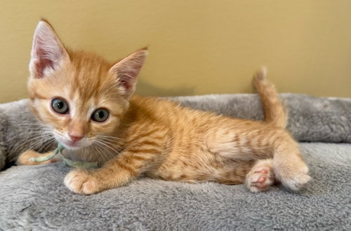 Crumbles-Not At The Shelter photo 3