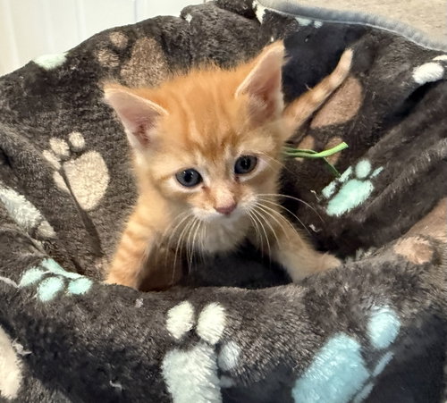 Mumbles-Not At The Shelter photo 2