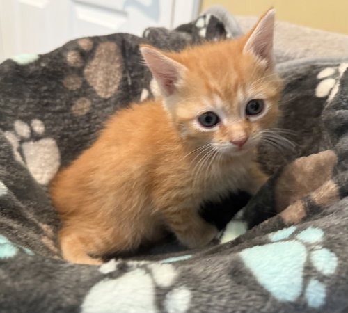 Grumbles-Not At The Shelter photo 2