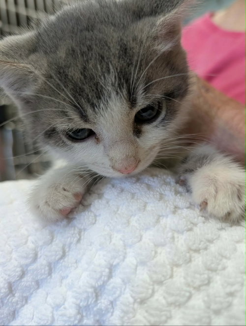 Yoyo - Not at shelter (Shannon)