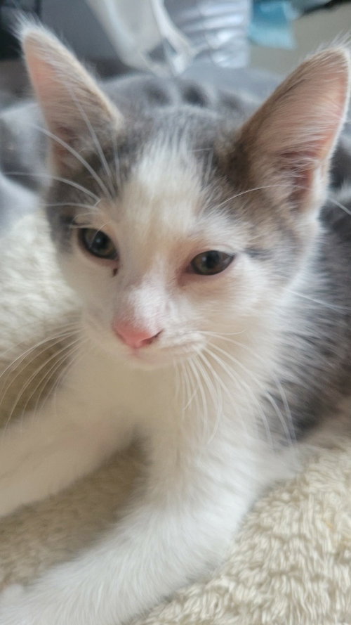 Yoyo - Not at shelter (Shannon), Baby Domestic Short Hair, cat for adoption in Rustburg, Virginia