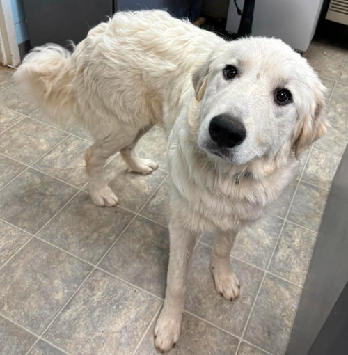 Blue: At shelter