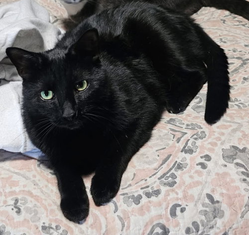 Loki - Not at shelter