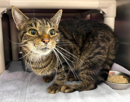 Yoshi: not at the shelter