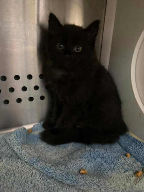 Delaware - At shelter