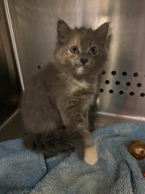 Georgia - At shelter