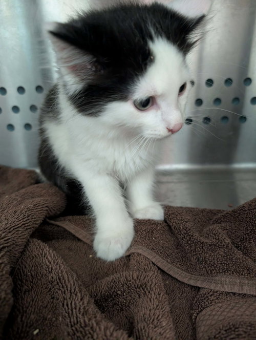 Jersey - At shelter