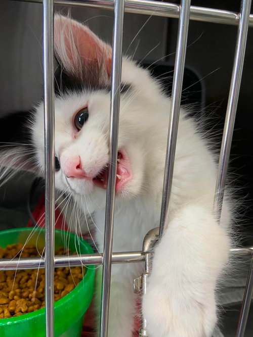 Jersey - At shelter, Baby Domestic Short Hair (short coat), cat for adoption in Rustburg, Virginia