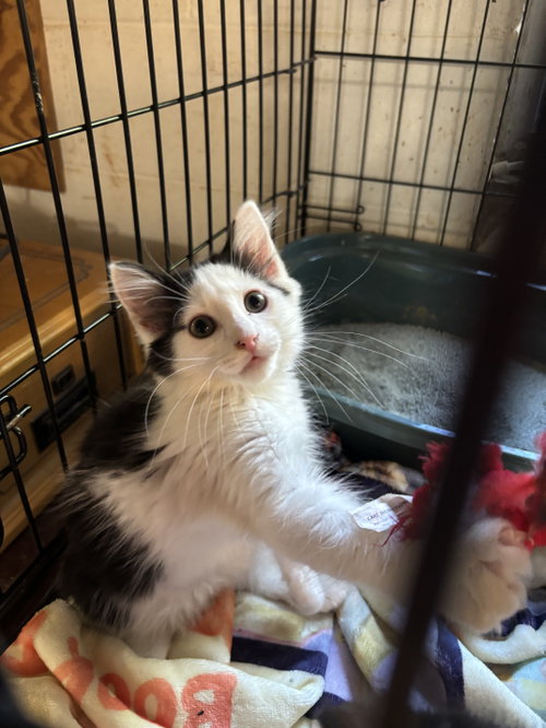 Jersey:  Visit At Petsmart Lynchburg, Baby Domestic Medium Hair (short coat), cat for adoption in Lynchburg, Virginia