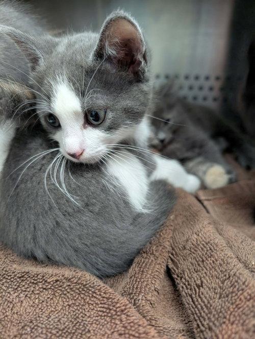 Virginia - At shelter