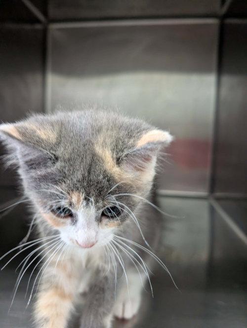 Maryland - At shelter