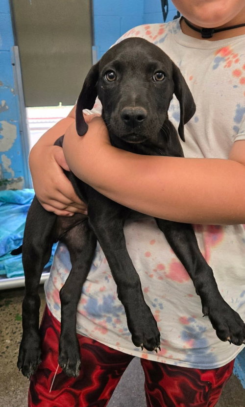Samantha - At shelter available 6/14