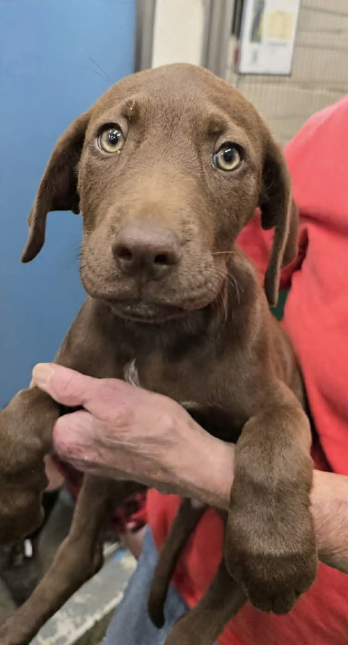 Josie - At shelter available 6/14
