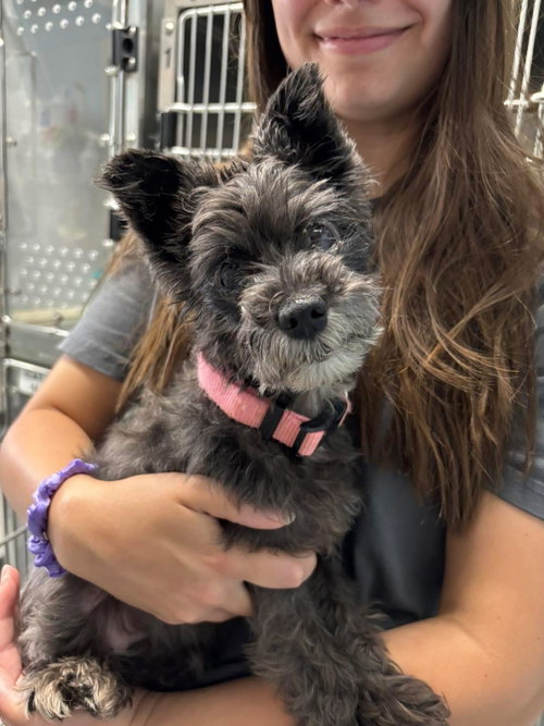 Cora Beth - Not at shelter available 6/12