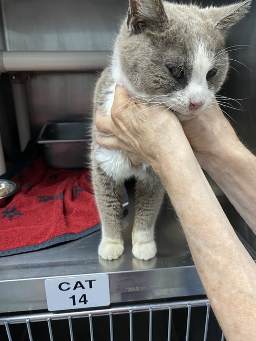 Curiosity- At shelter