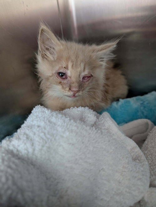 Citrine - Not at shelter