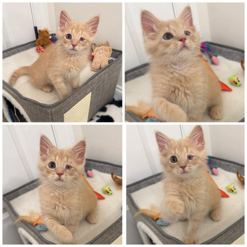 Citrine: Not at shelter (Lindsay), Baby Domestic Medium Hair / Mixed (short coat), cat for adoption in Rustburg, Virginia