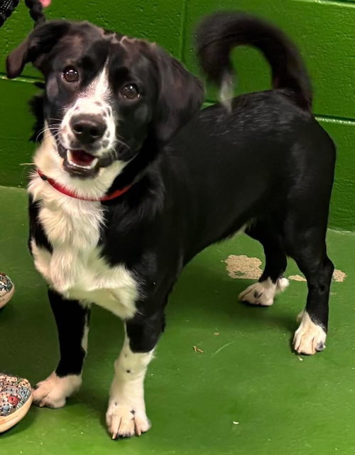 Frodo - At shelter available 6/20