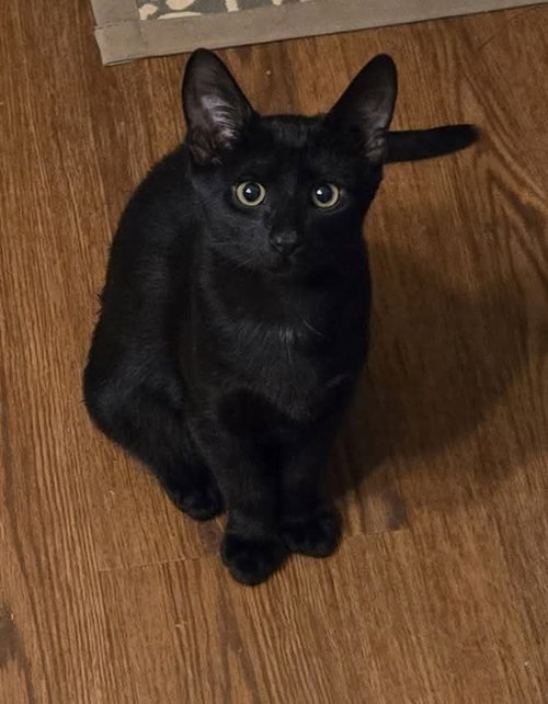 Bub: Not at shelter (Debra F), a cat for adoption from Friends of Campbell County Animal Control