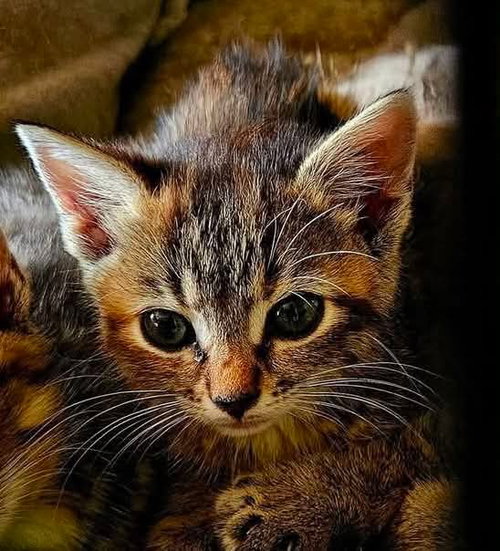 Tammy - Not at shelter (Kendra)