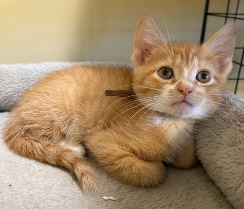Red Kite - Not at the Shelter (Faith) Av 6/27, Baby Domestic Short Hair (short coat), cat for adoption in Roanoke, Virginia