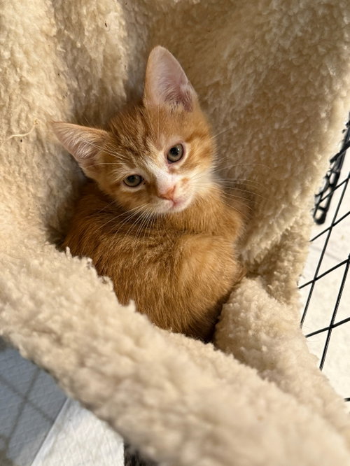 Tawny Owl - Not at the Shelter (Faith) Av 6/27, Baby Domestic Short Hair (short coat), cat for adoption in Roanoke, Virginia