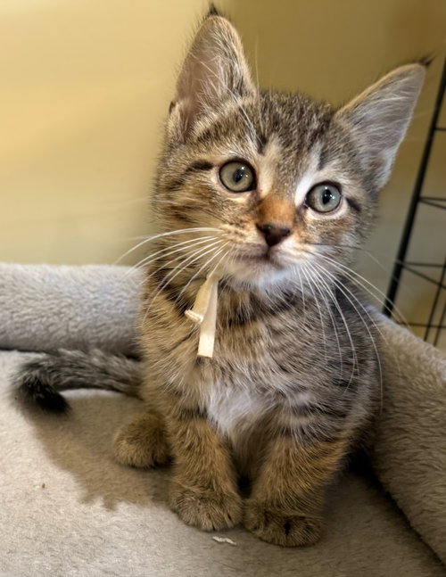 Falcon - Not at the Shelter (Faith) 6/27, Baby Domestic Short Hair (short coat), cat for adoption in Roanoke, Virginia