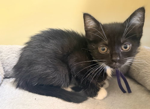 Kestrel - Not at the Shelter (Faith) Av 6/27, Baby Domestic Short Hair (short coat), cat for adoption in Roanoke, Virginia