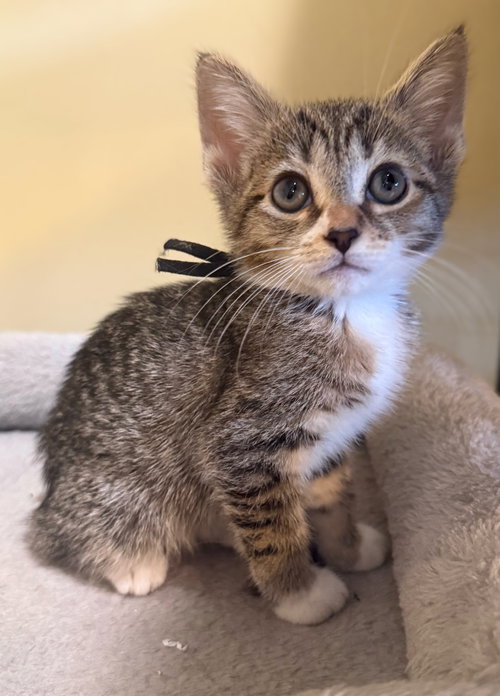 Sparrow Hawk - Not at the Shelter (Faith) Av 6/27, Baby Domestic Short Hair (short coat), cat for adoption in Roanoke, Virginia