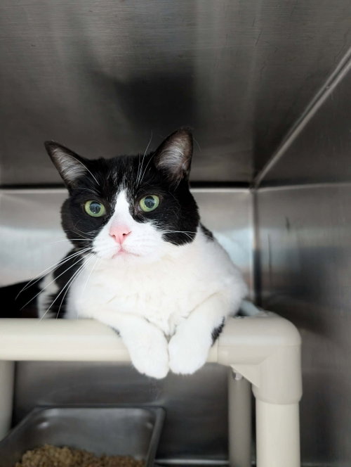 Rosie - At shelter