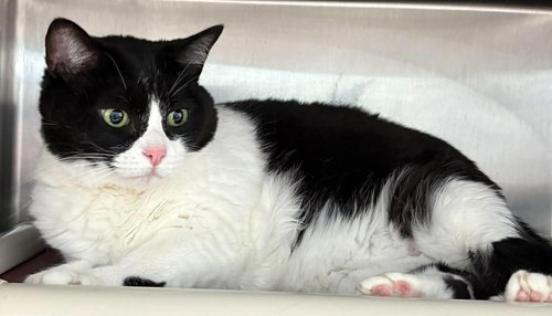 Rosie: At shelter, Adult Domestic Short Hair (short coat), cat for adoption in Danville, Virginia