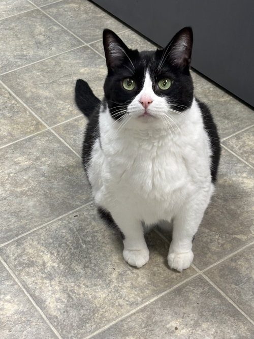Rosie: At shelter, Adult Domestic Short Hair (short coat), cat for adoption in Roanoke, Virginia