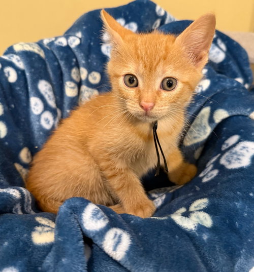 Costello - Not at the Shelter (Faith), Baby Domestic Short Hair (short coat), cat for adoption in Roanoke, Virginia