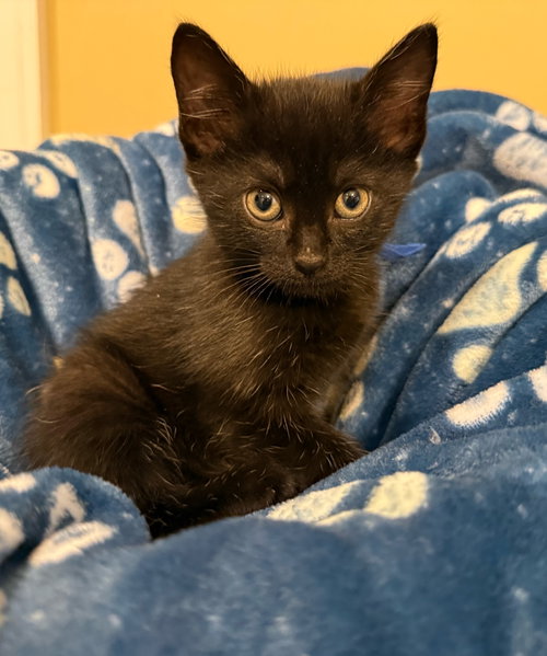 Abbott - Not at the Shelter (Faith), an adoptable Domestic Short Hair in Rustburg, VA