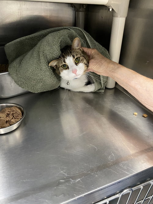 Josey - At shelter
