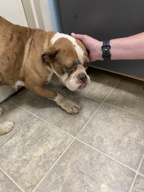 Bertha - At shelter available 6/21