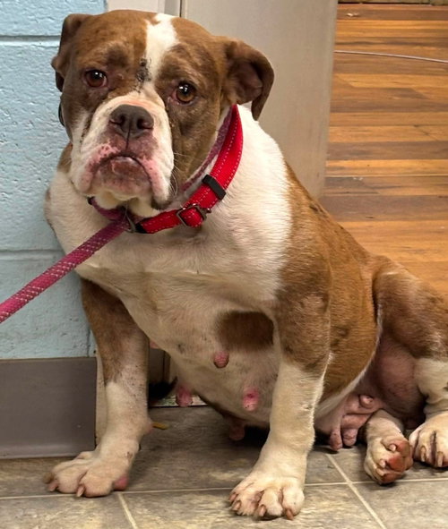 Brandy: At shelter, an adoptable English Bulldog in Rustburg, VA